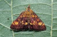 Pyrausta aurata