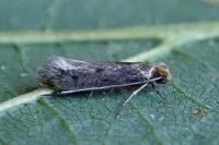 Tinea pellionella