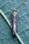 Tinea pellionella