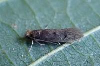 Tinea pellionella
