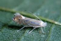 Phyllonorycter platani