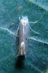 Phyllonorycter platani