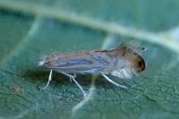 Phyllonorycter platani