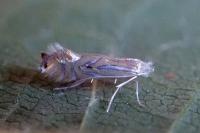 Phyllonorycter platani
