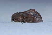 Dendrolimus pini