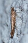 Pyroderces argyrogrammos