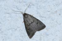 Apaidia mesogona