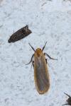 Katha depressa