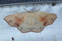 Cyclophora punctaria