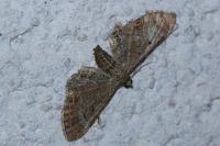 Eupithecia simpliciata