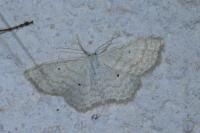 Scopula immutata