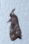 Dendrolimus pini