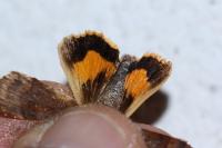 Noctua janthe