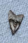 Meganola togatulalis