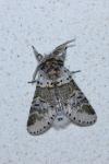 Furcula furcula