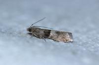 Elegia atrifasciella