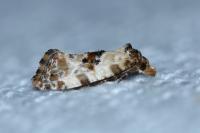 Cochylis molliculana