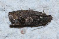 Cydia splendana
