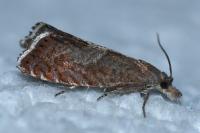 Dichrorampha acuminatana