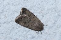 Caradrina clavipalpis