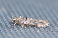 Teleiopsis diffinis