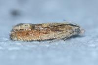 Eucosma obumbratana