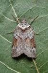 Nycteola siculana
