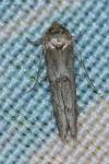 Blastobasis phycidella