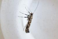 Gracillaria syringella