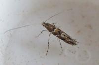 Acrocercops brongniardella