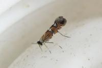 Phyllonorycter lautella