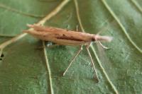 Ypsolopha mucronella