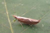 Ypsolopha dentella