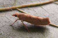 Ypsolopha alpella