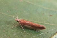 Ypsolopha parenthesella