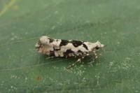 Ypsolopha sequella