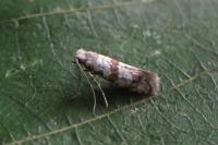 Scythropia crataegella