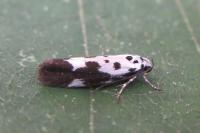 Ethmia quadrillella