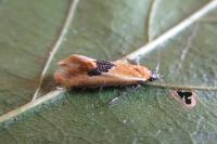 Batia lambdella
