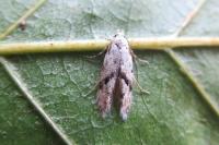 Stenolechia gemmella