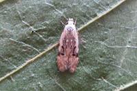 Altenia scriptella