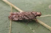 Psoricoptera gibbosella