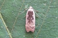 Anacampsis blattariella/populella