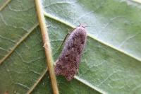 Anacampsis blattariella/populella