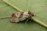 Cochylis molliculana