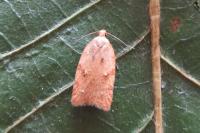 Acleris ferrugana/notana