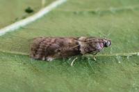 Acrobasis consociella