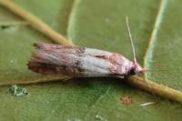 Plodia interpunctella