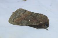 Dendrolimus pini