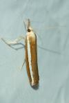 Agriphila latistria